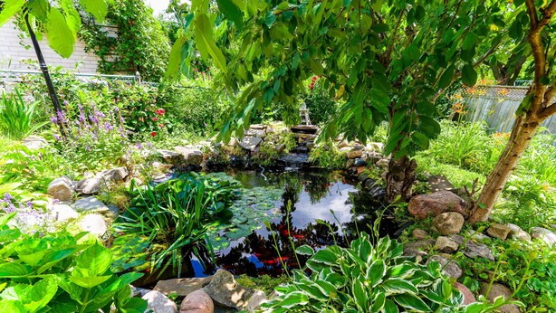 Um jardim com lago, pedras e diversas plantas.