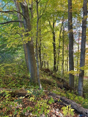 Une forêt avec de grands arbres et une souche d’arbre tombée au sol.