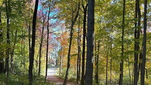 Un sendero en el bosque bordeado de altos árboles y un cielo despejado.