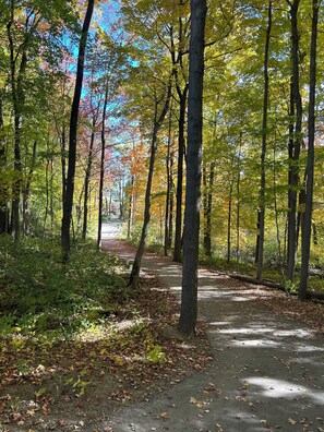 Un sentier forestier bordé de grands arbres, sous un ciel dégagé.