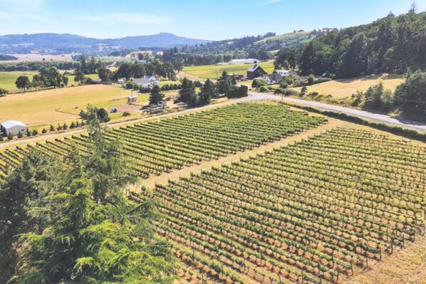 Un vignoble avec des rangées de vignes, entouré d’arbres et de bâtiments.