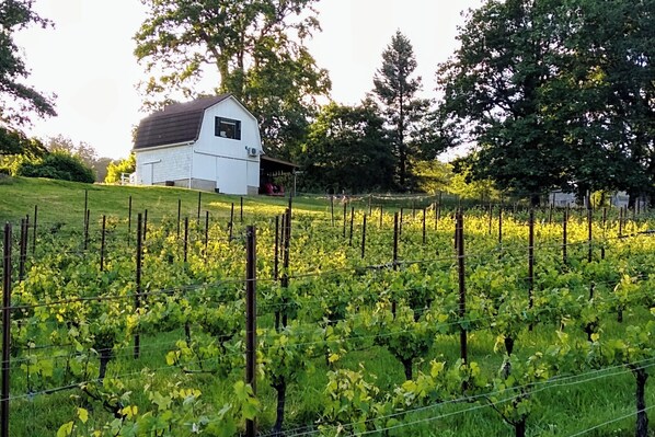 Overnattingsstedets uteområder