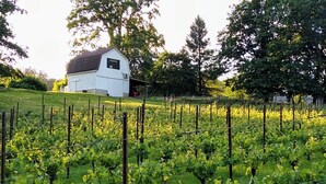 Ein Weinberg mit Rebenreihen und einem weißen Bauernhof im Hintergrund.