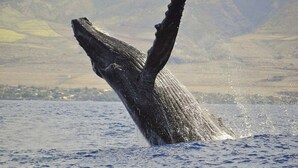 Ein Wal zeigt seinen Schwanz, der beim Auftauchen im Wasser einen Sprung verursacht.