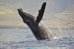 La queue d’une baleine émerge de l’eau, créant des éclaboussures.