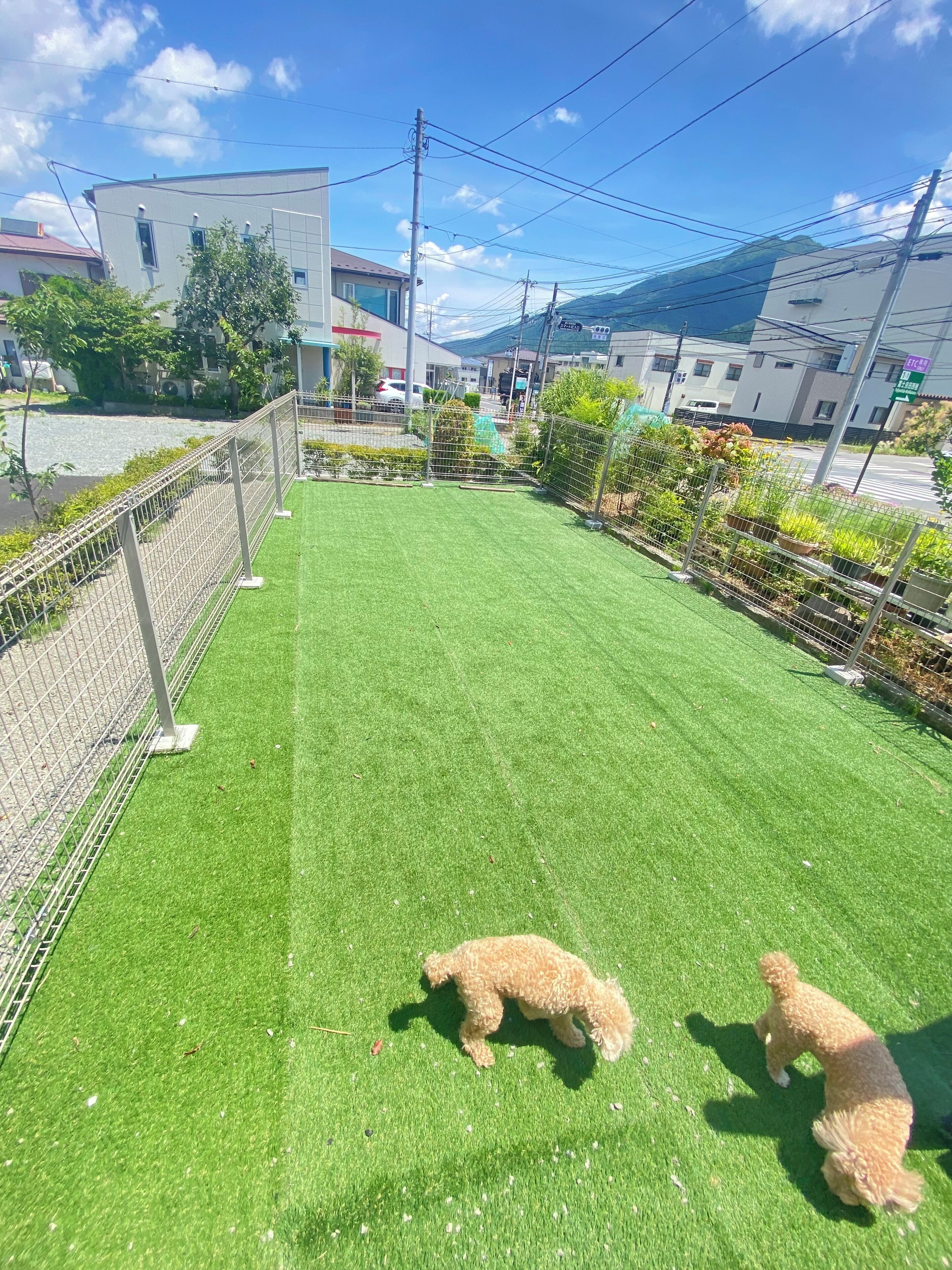 Une cour clôturée avec du gazon synthétique et deux chiens.