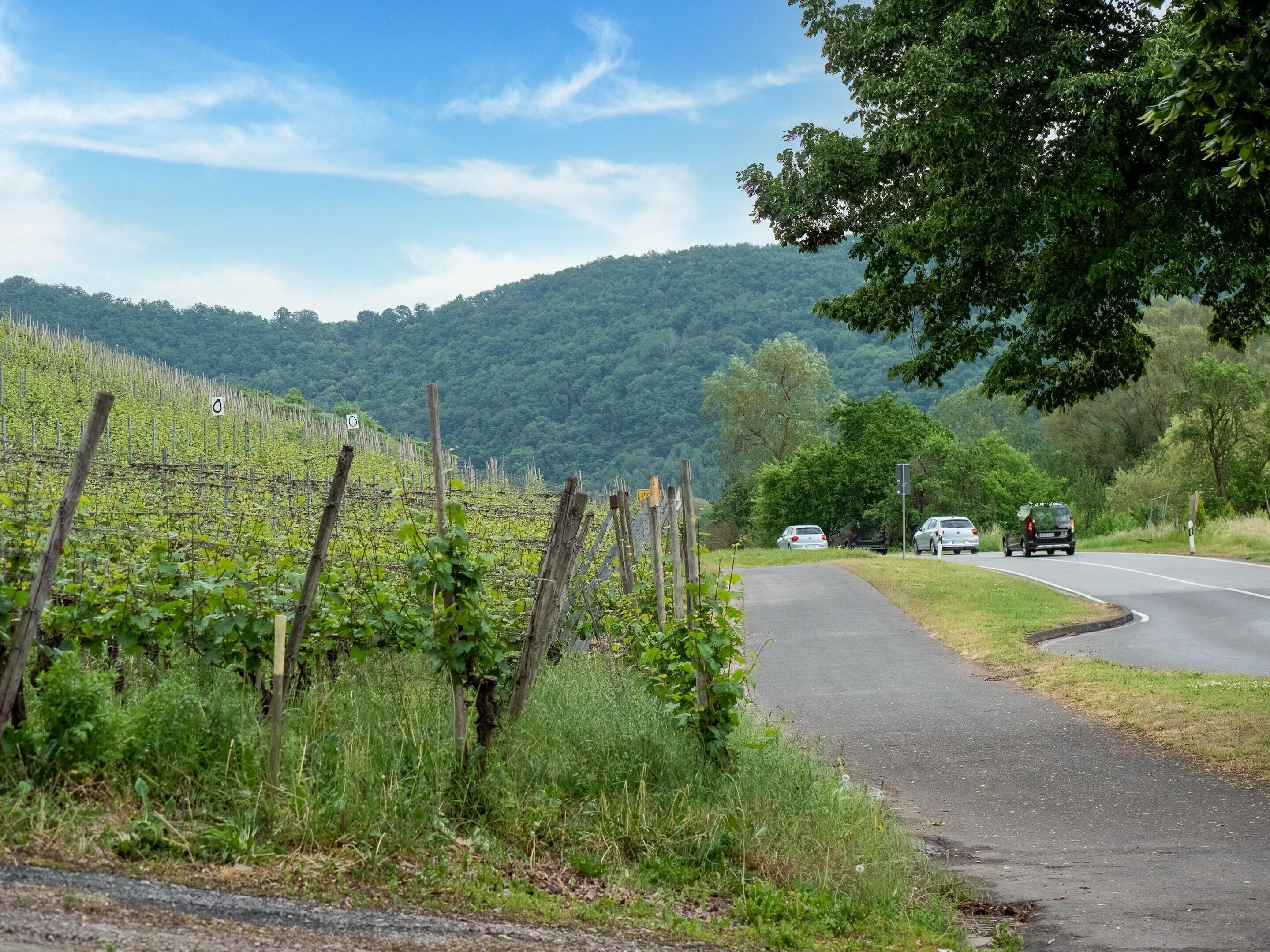 A vineyard with rows of grapevines, a winding road, and a forested hill in the background.