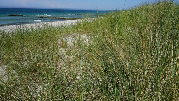 Une plage avec de hautes herbes au premier plan et une jetée en bois qui s’avance dans l’eau.