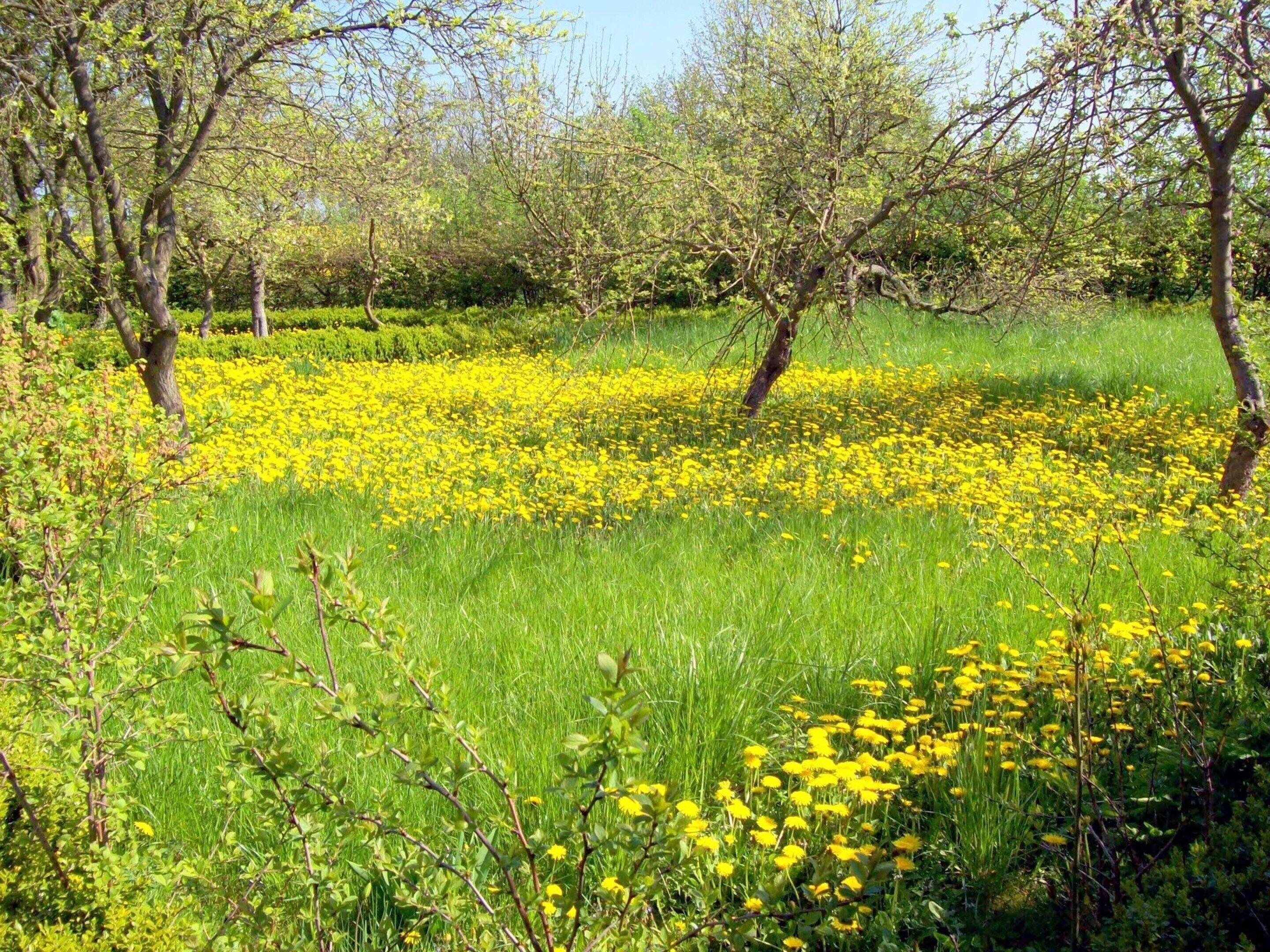 En blomstereng med gule blomster og træer i baggrunden.