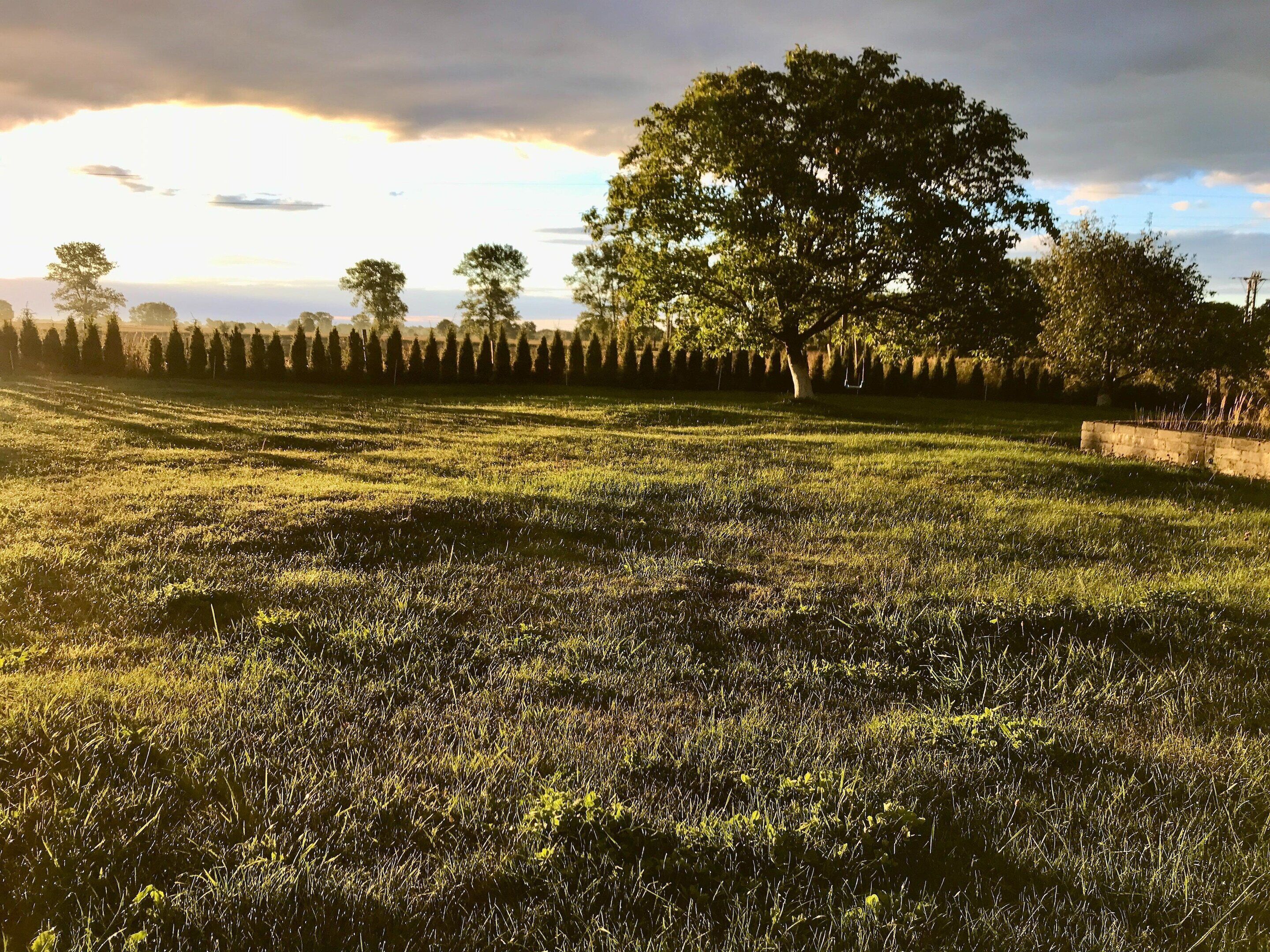 Un champ herbeux avec un grand arbre et une rangée d’arbres en arrière-plan.