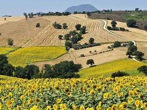 A rural landscape with fields of sunflowers and a winding road. - Tasteful Apartment in Pergola With Terrace (Pergola)