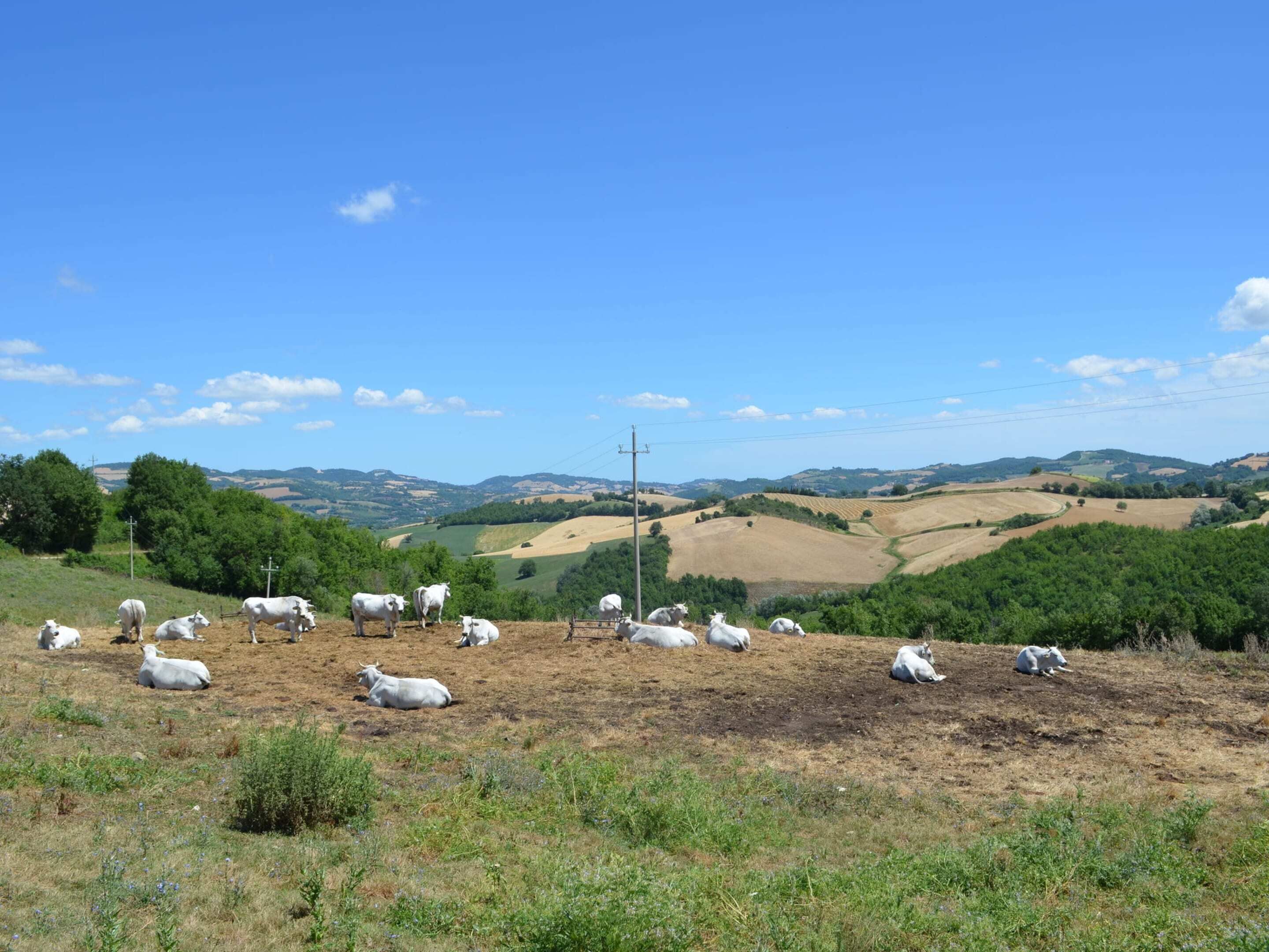 A rural landscape with rolling hills and a clear sky.
