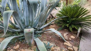A garden with large agave plants and a yucca plant. - Country House With Swimming Pool and Garden With Mediterranean Plants (Bettona)