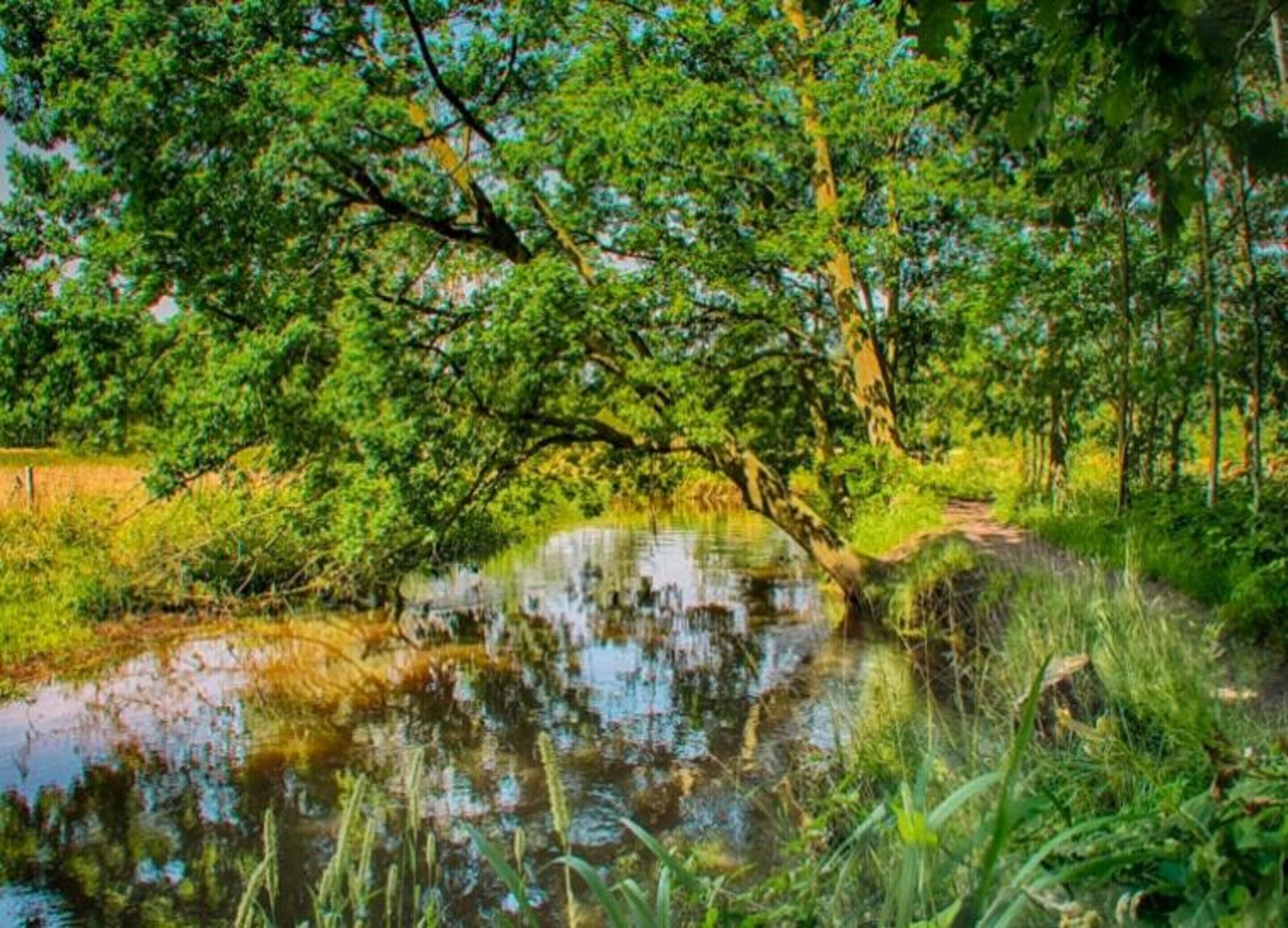 A serene landscape with a tree overhanging a calm water body, surrounded by lush greenery.