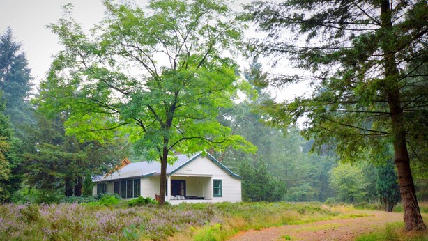 A white cabin with a porch, surrounded by dense forest and a gravel path.