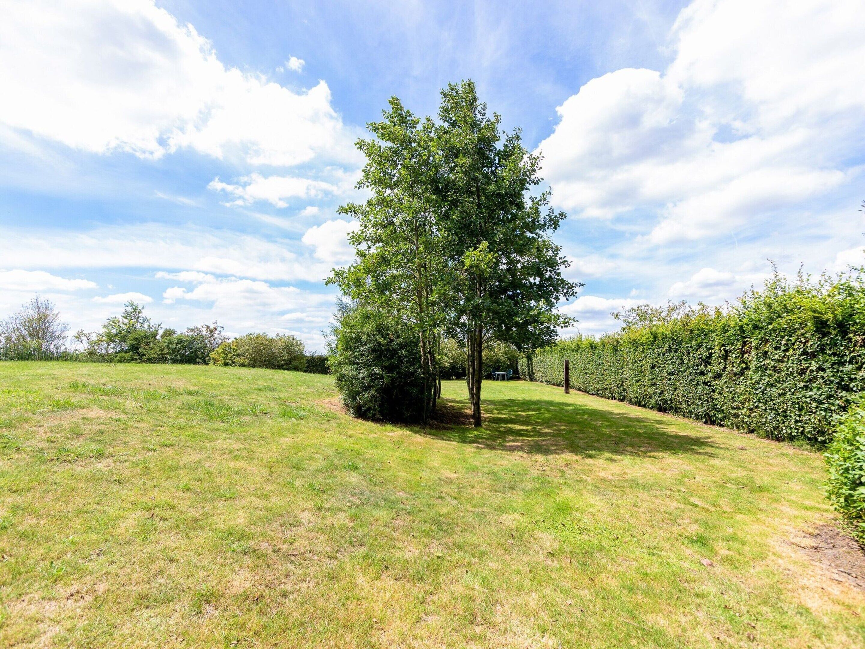 Un champ herbeux avec un grand arbre et une haie.