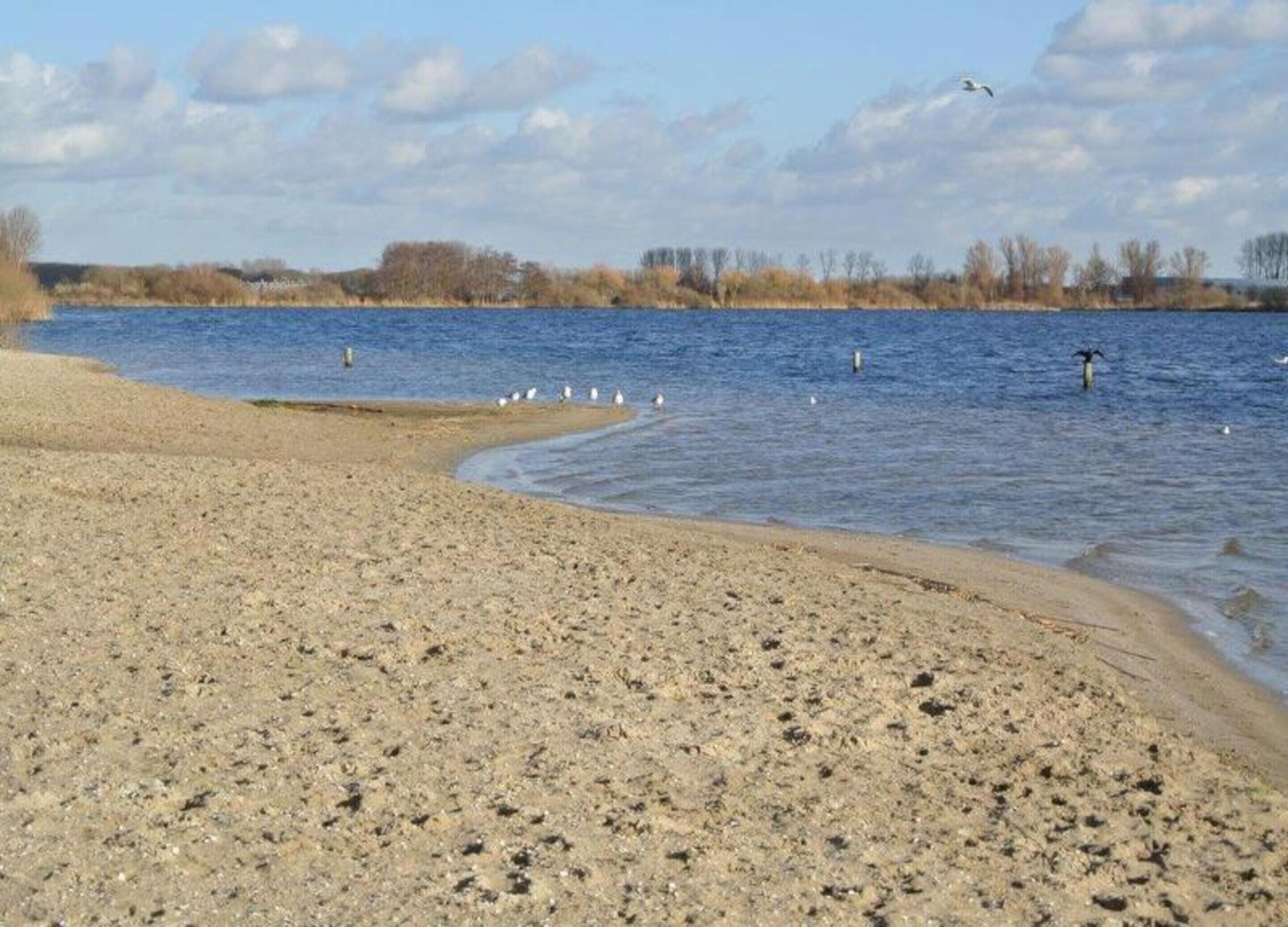Ein sandiger Strand mit ruhigem Gewässer, vereinzelten Vögeln und einer Baumreihe im Hintergrund.