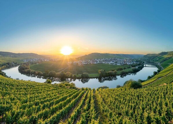 A vineyard landscape with a river and a town in the background.
