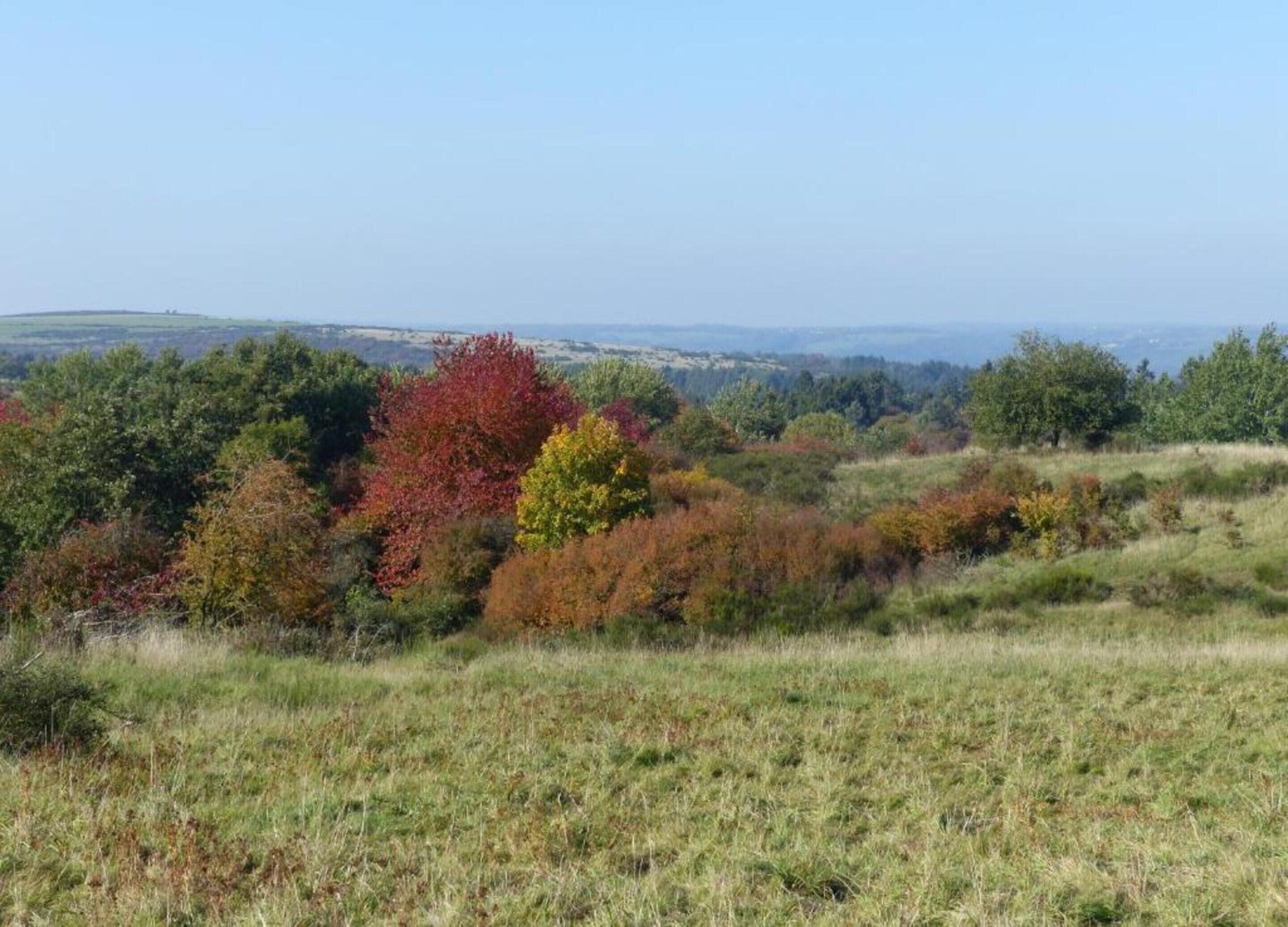 Un prato erboso con alberi dai diversi colori autunnali.