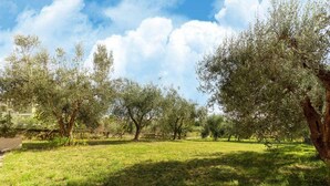 Ένας εξωτερικός χώρος με ελαιόδεντρα και ένα καταπράσινο λιβάδι.