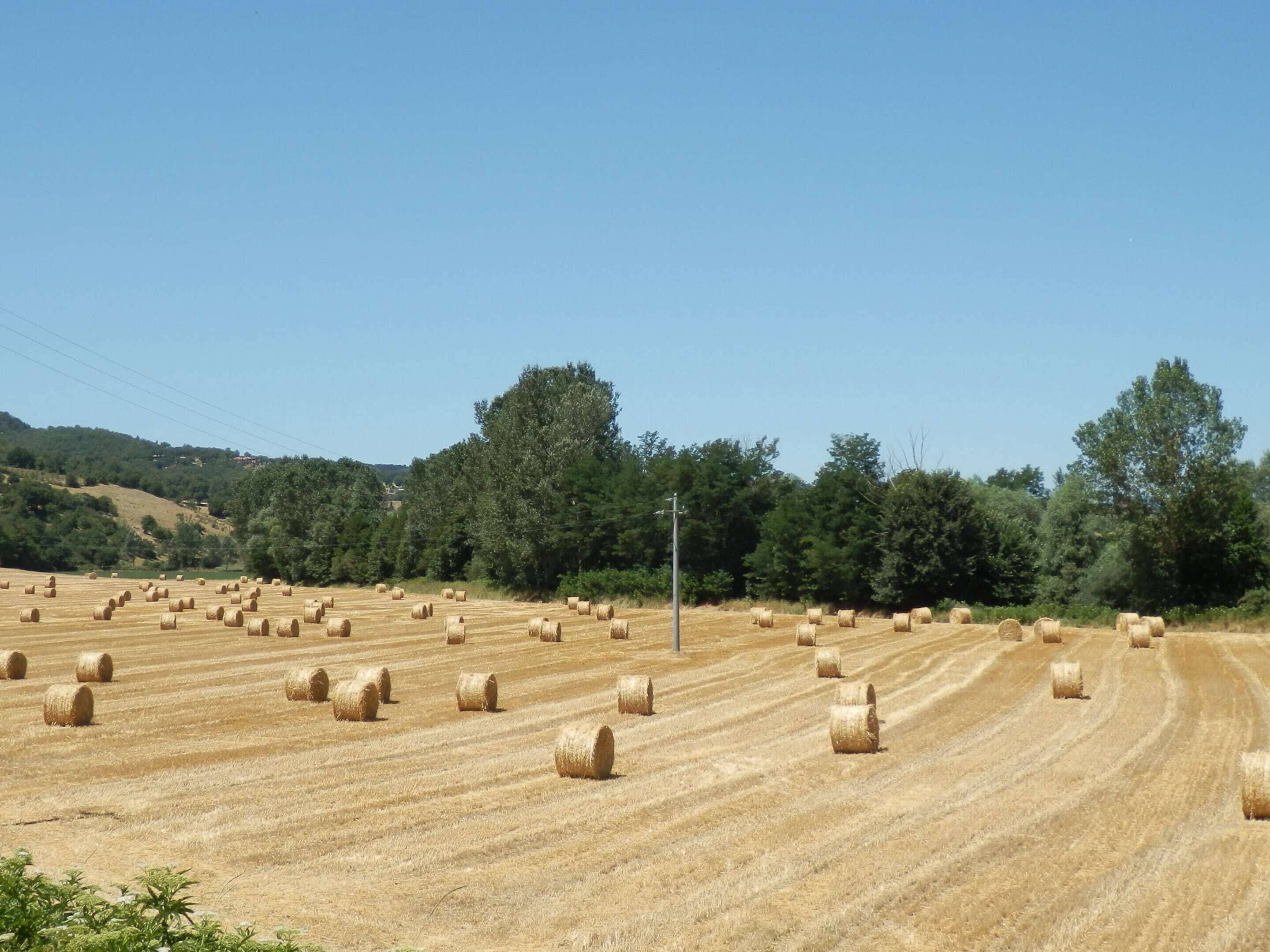 Ein Feld mit Heuballen in ländlicher Umgebung, mit Bäumen und blauem Himmel.