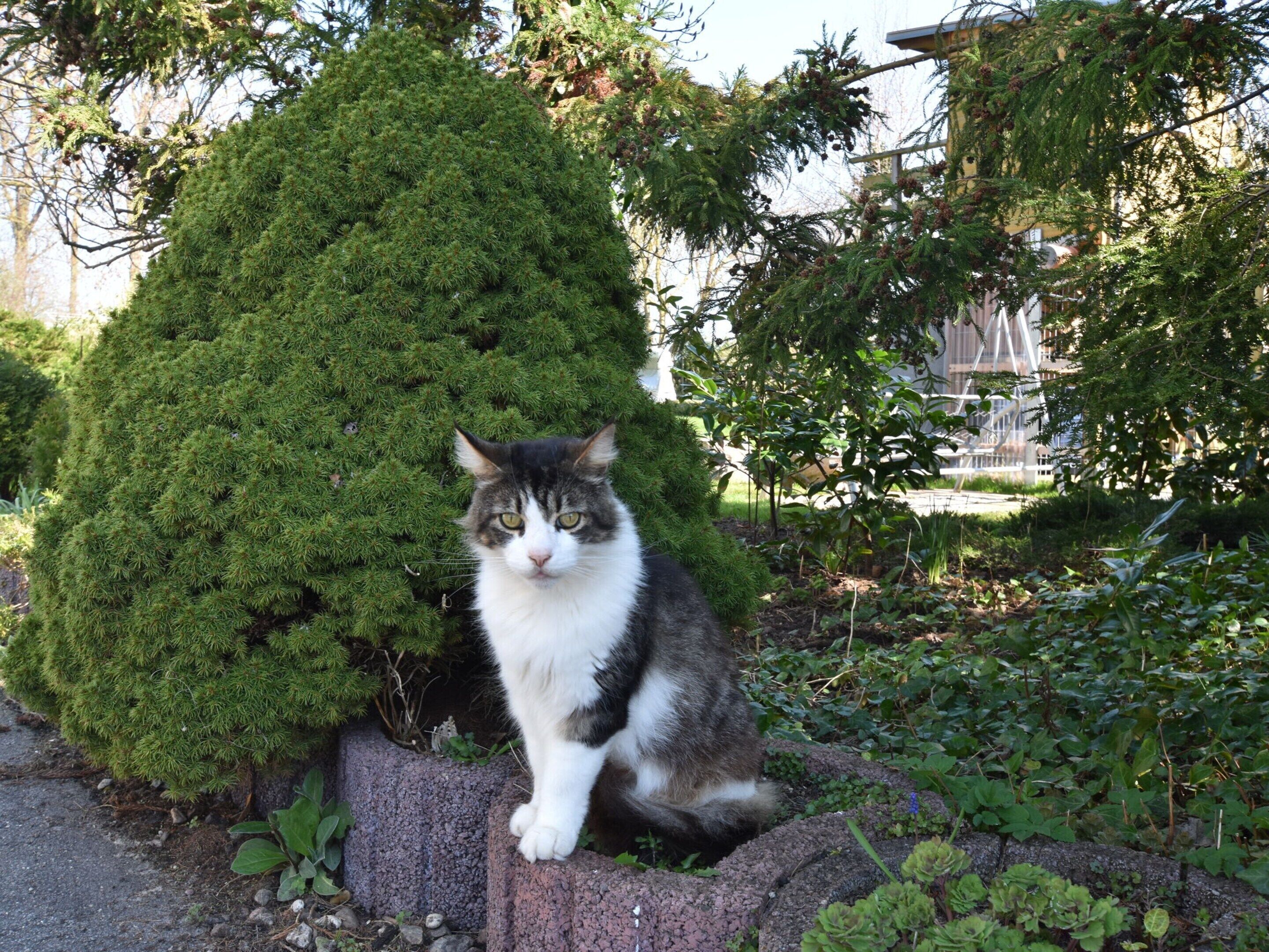 Un chat est assis sur une bordure de pierre dans un jardin, près d’un arbre à feuilles persistantes et de divers arbustes.