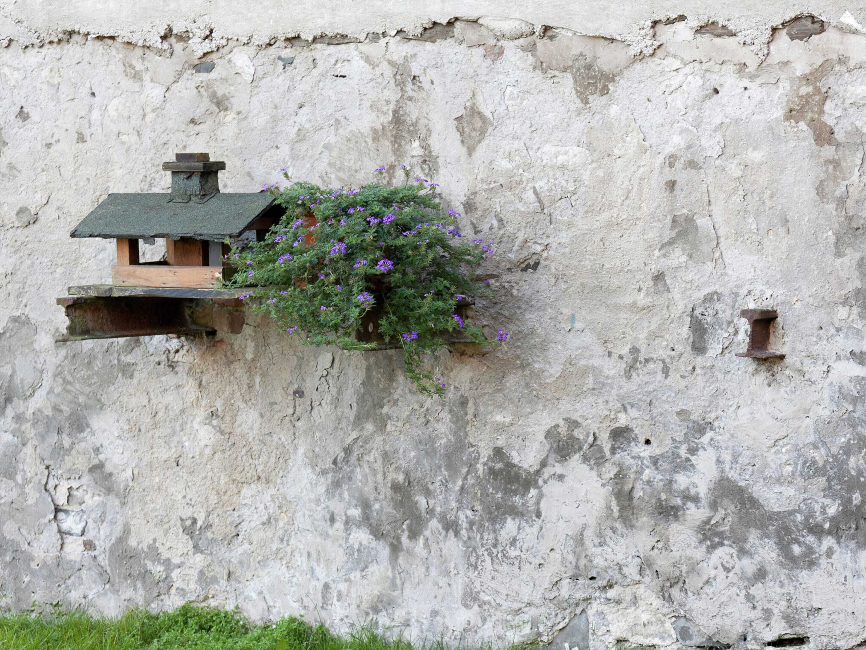 A rustic stone wall with a wooden birdhouse and purple flowers growing on it.