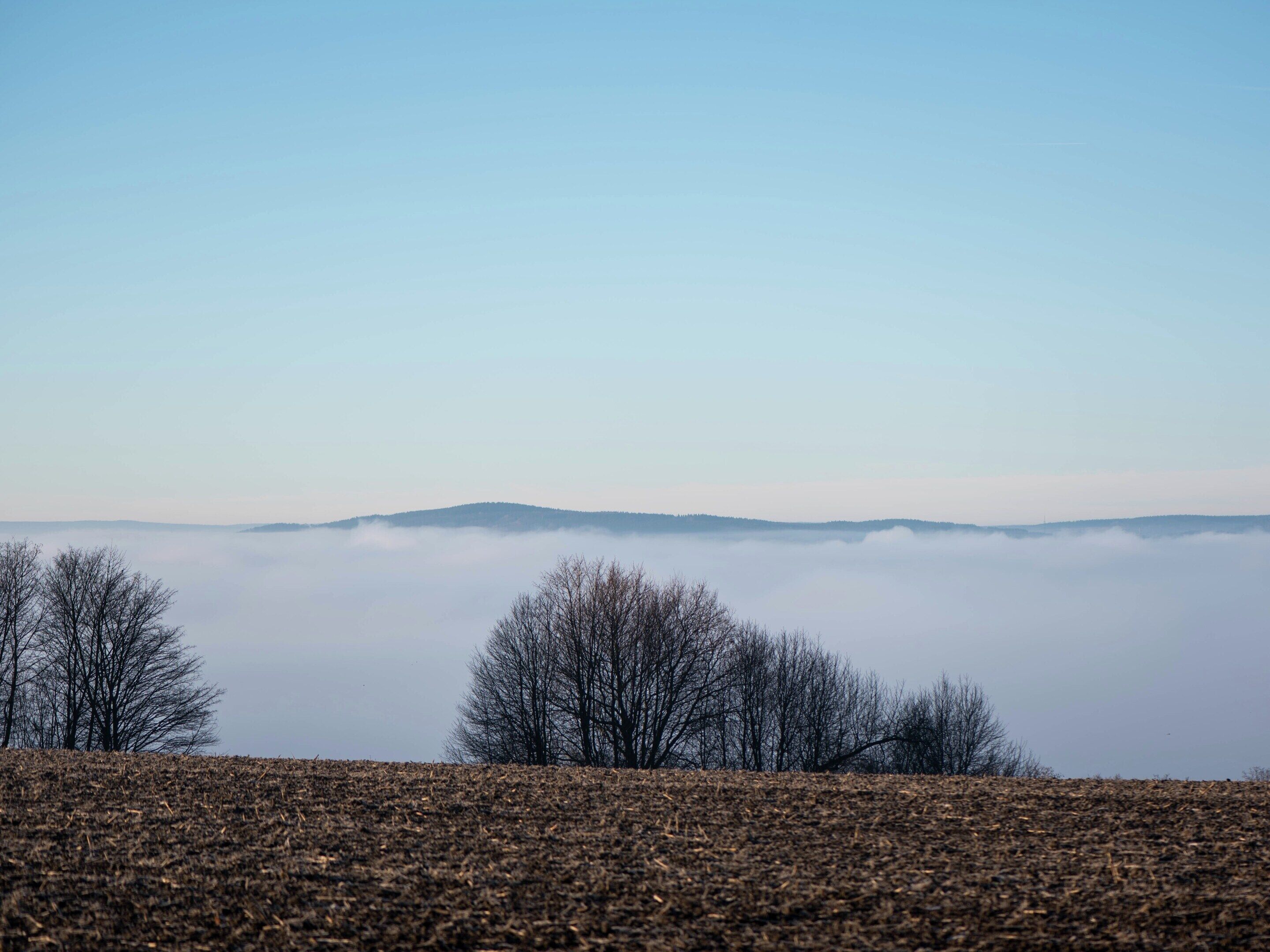A field with bare trees and a distant mountain range shrouded in mist.