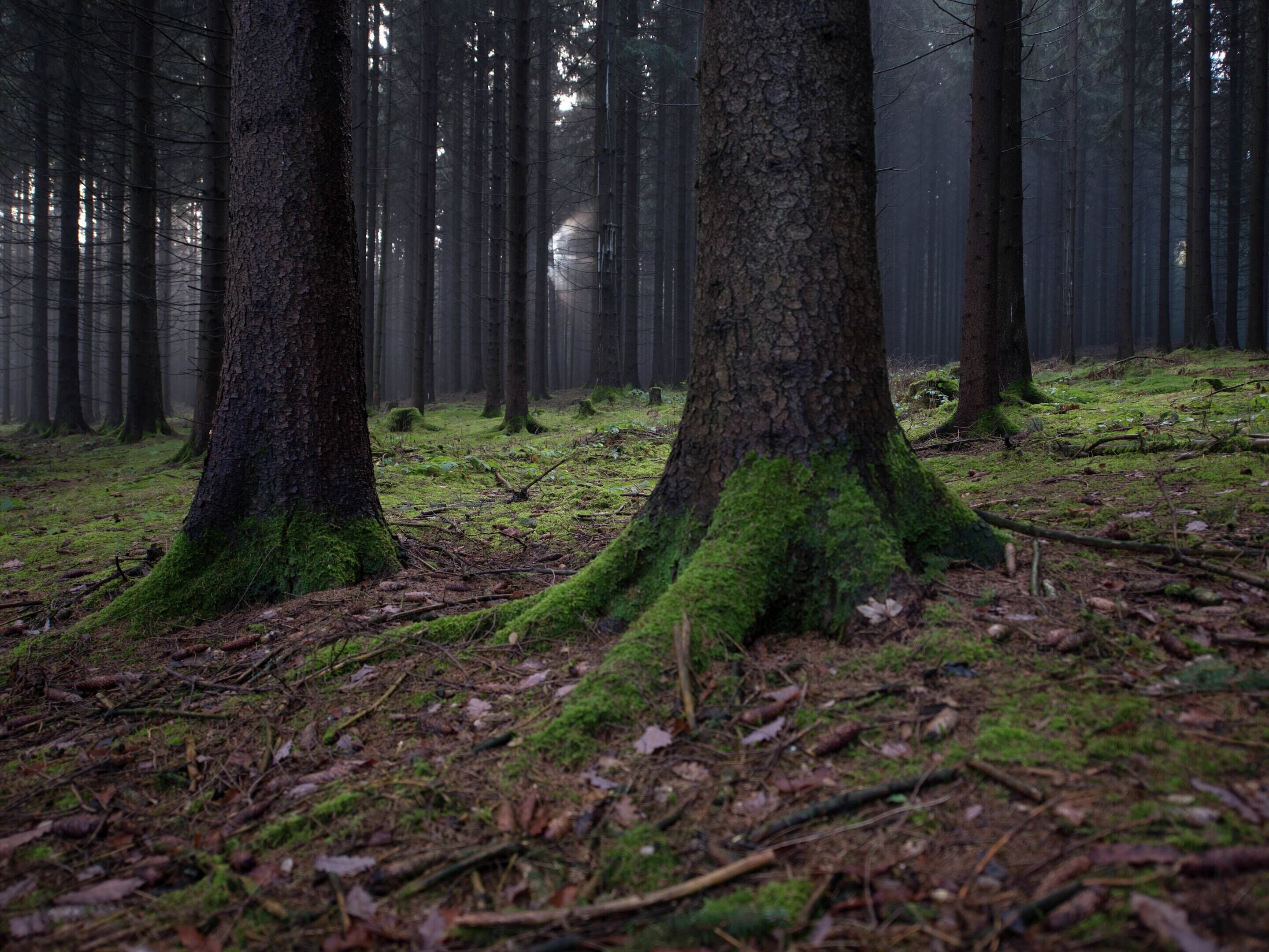 A dense forest with tall trees and a moss-covered ground.