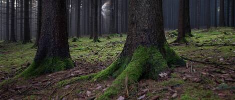 A dense forest with tall trees and a moss-covered ground.