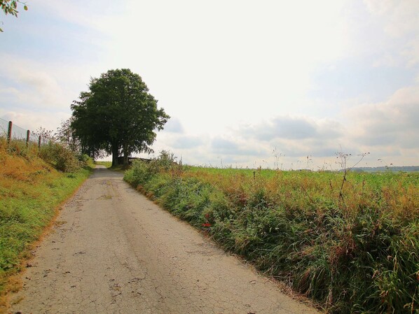 A rural dirt road flanked by grass and a tree.
