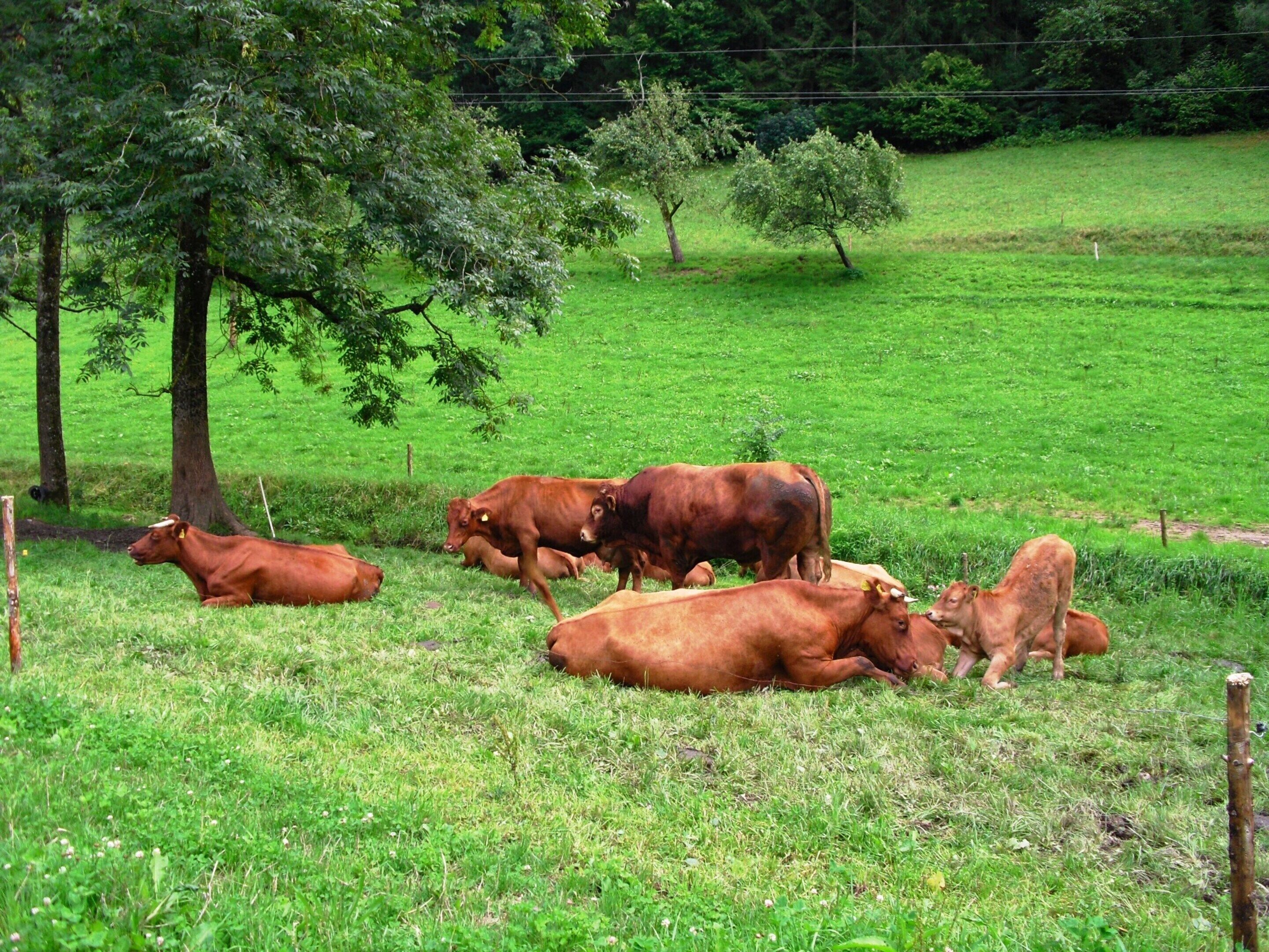 A group of cows resting in a grassy field with trees and a fence in the background.