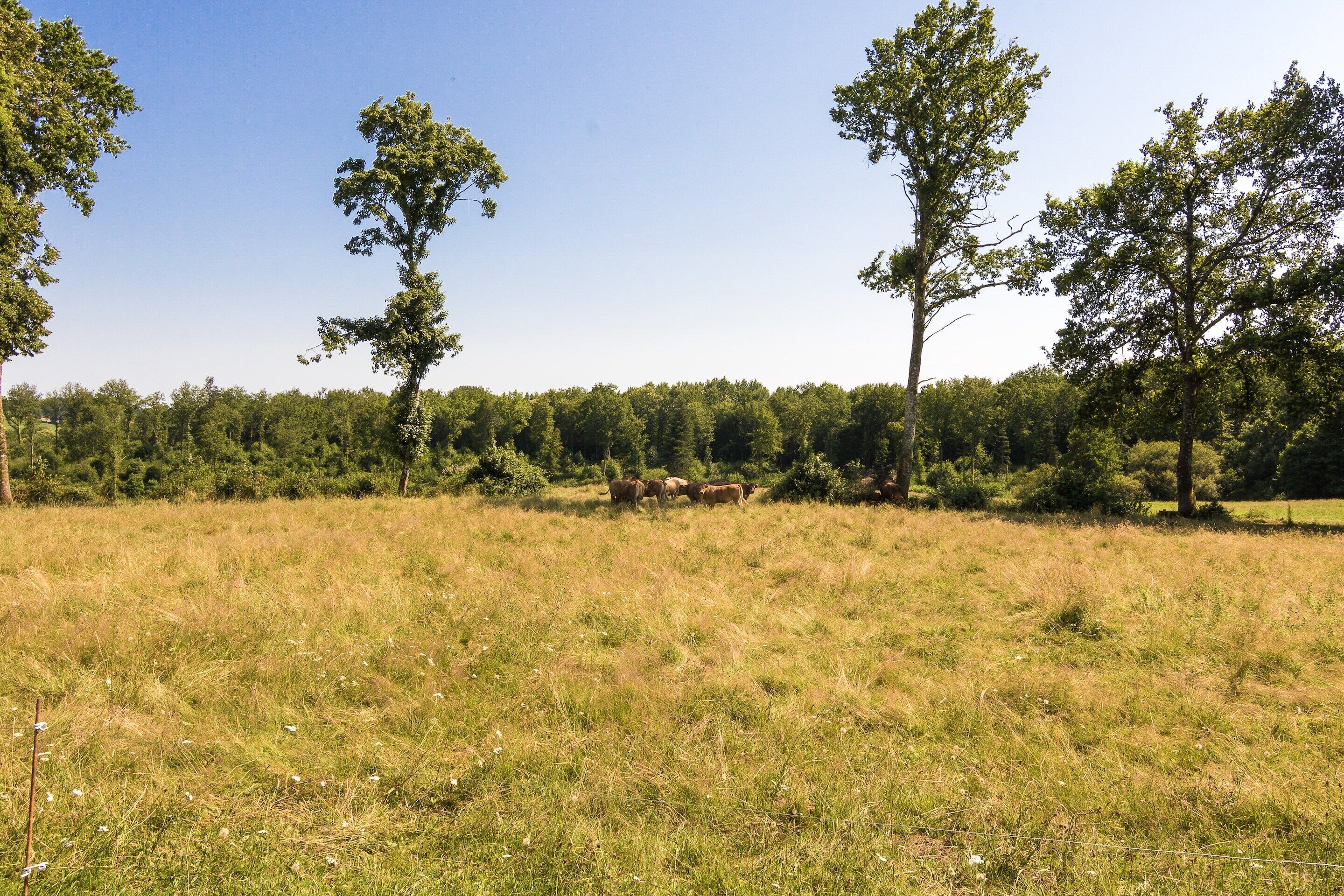 A grassy field with a few cows and trees in the background.