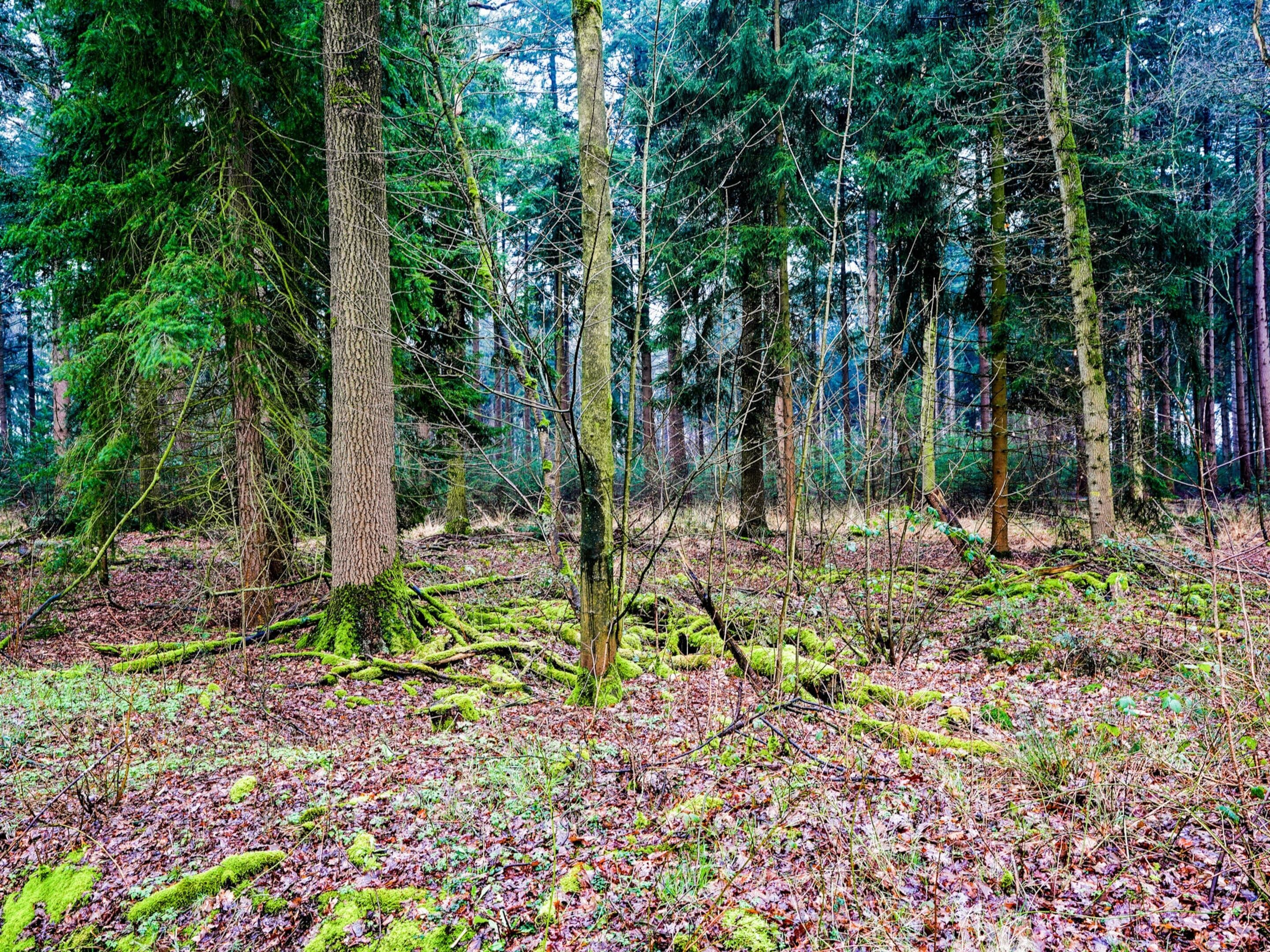 A dense forest with tall trees and a ground covered in fallen leaves.