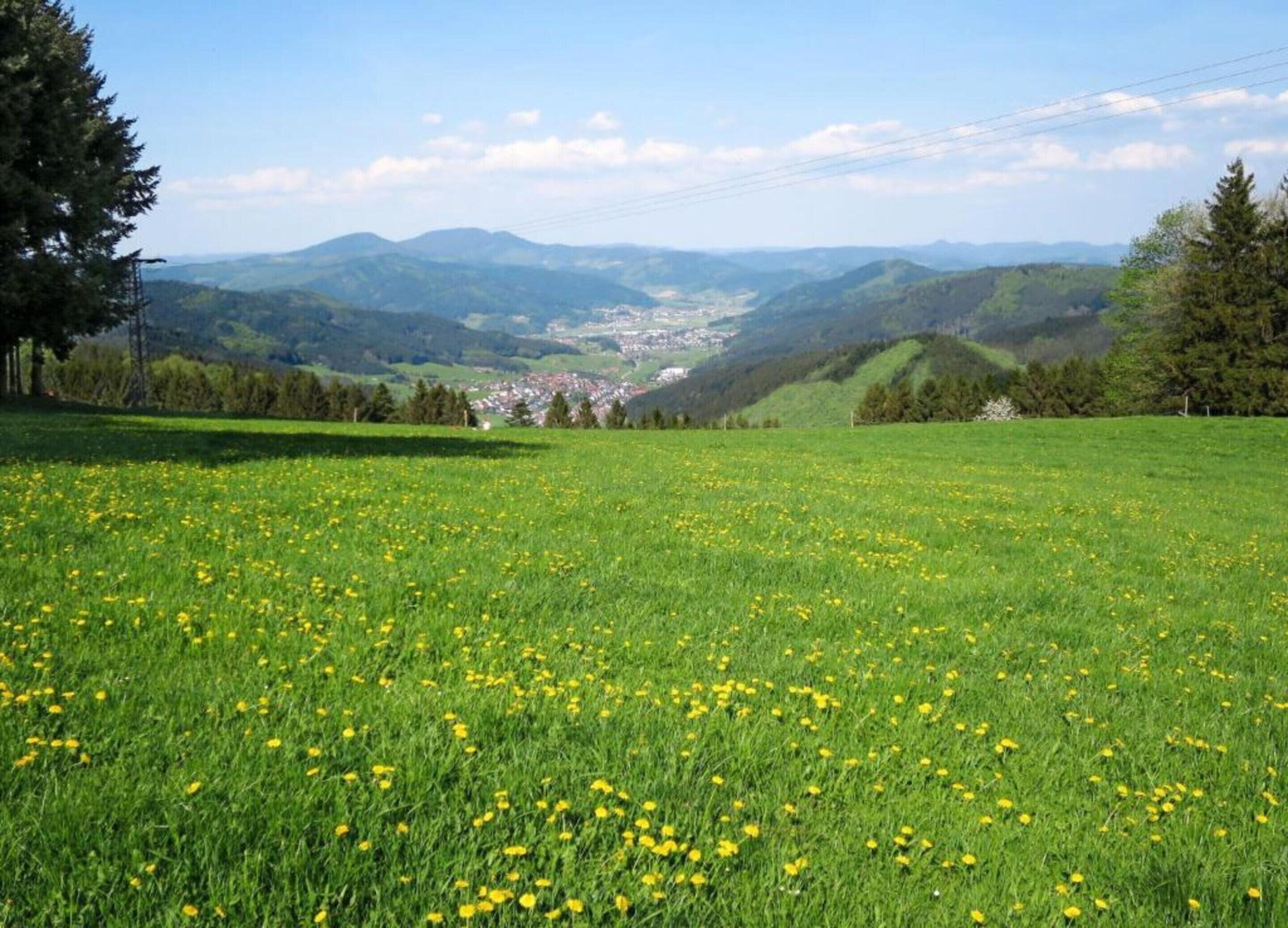 A green field with yellow flowers and a valley in the background.