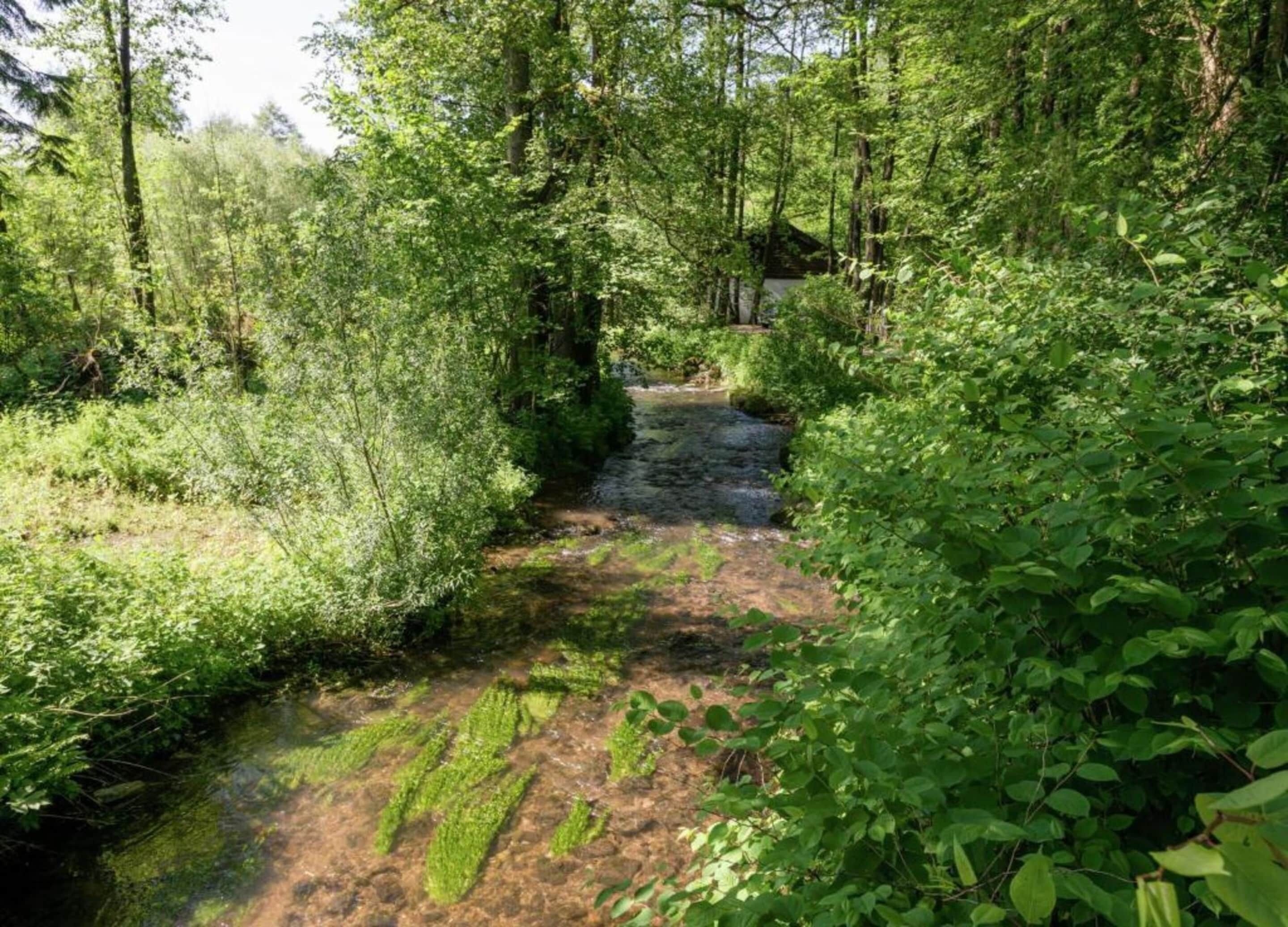 A narrow stream surrounded by dense greenery and trees.