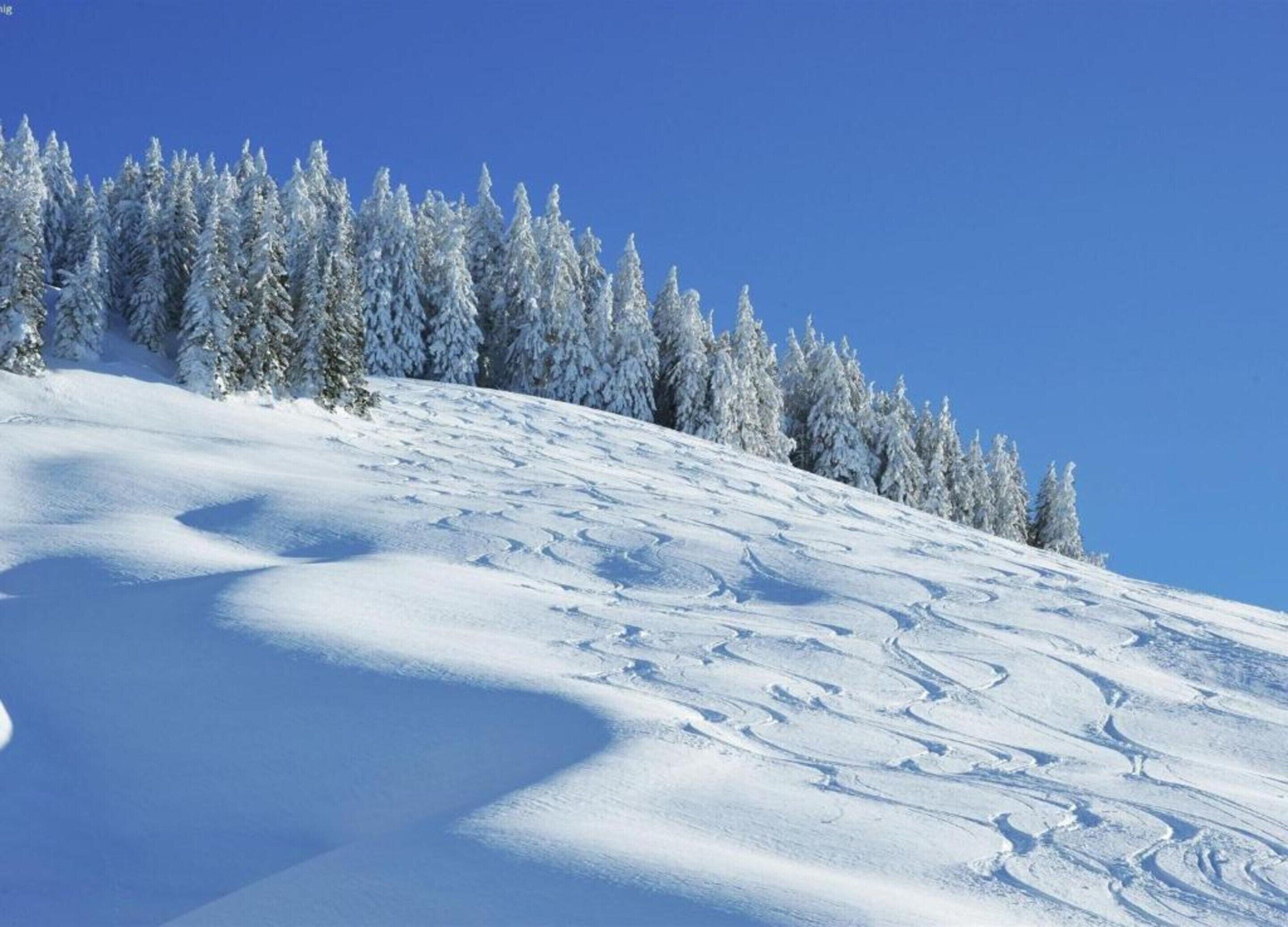 Een met sneeuw bedekte helling met skiënsporen en een rij altijdgroene bomen tegen een helderblauwe lucht.