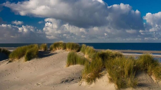 En strand med sandklitter og græsvækster.