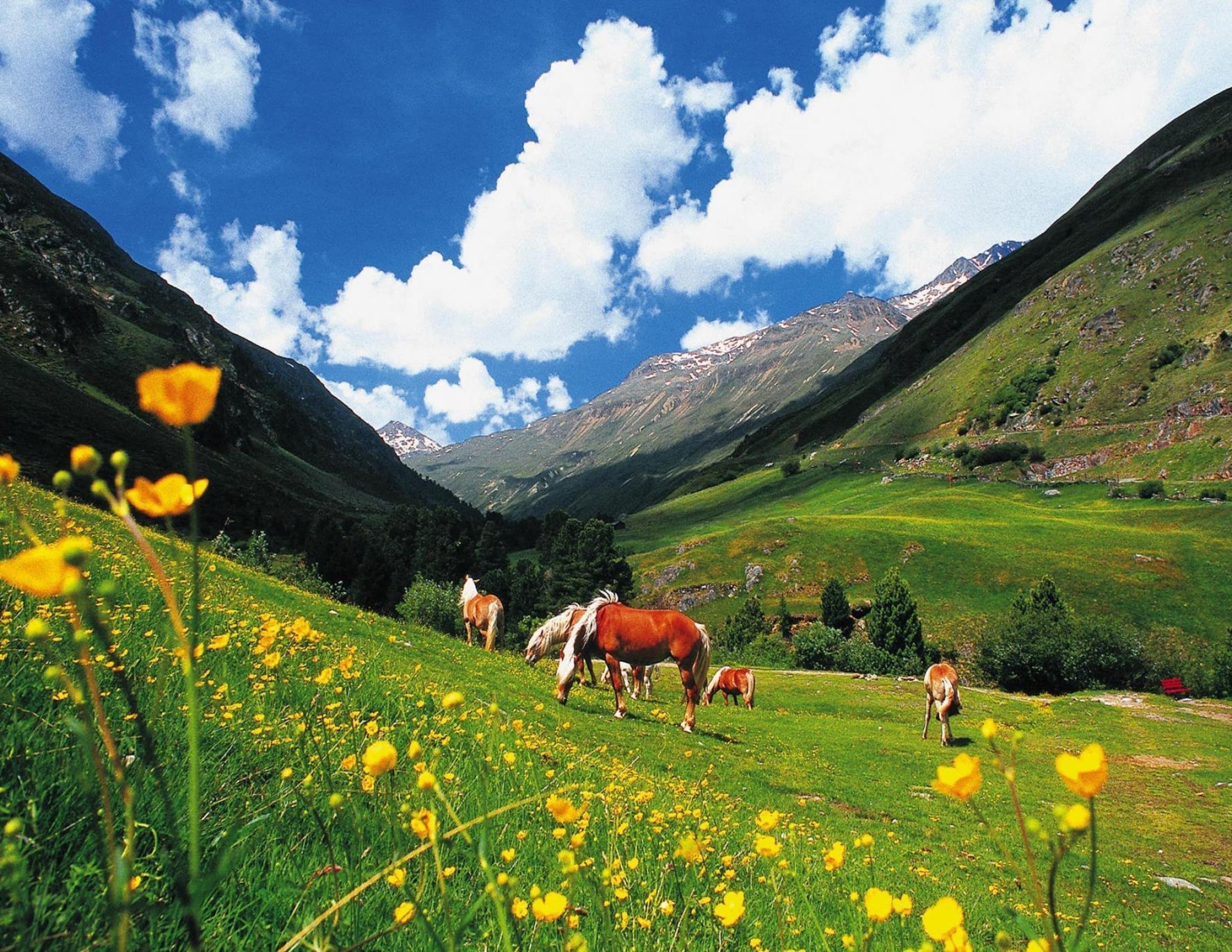 Paesaggio montuoso con cavalli al pascolo in un prato verde.