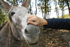 Leilighet – comfort, 2 soverom | Eksteriør