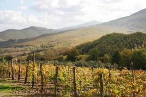 Vista desde la propiedad