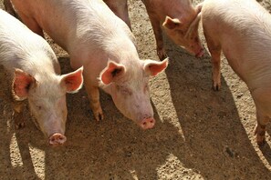 Căn hộ phong cách cổ điển, 3 phòng ngủ | Ngoại thất