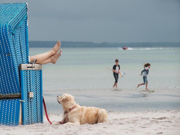 A beach scene with a dog lying on the sand near a blue beach chair. - Reihenhaus im Ostseeresort Dampland (Damp)