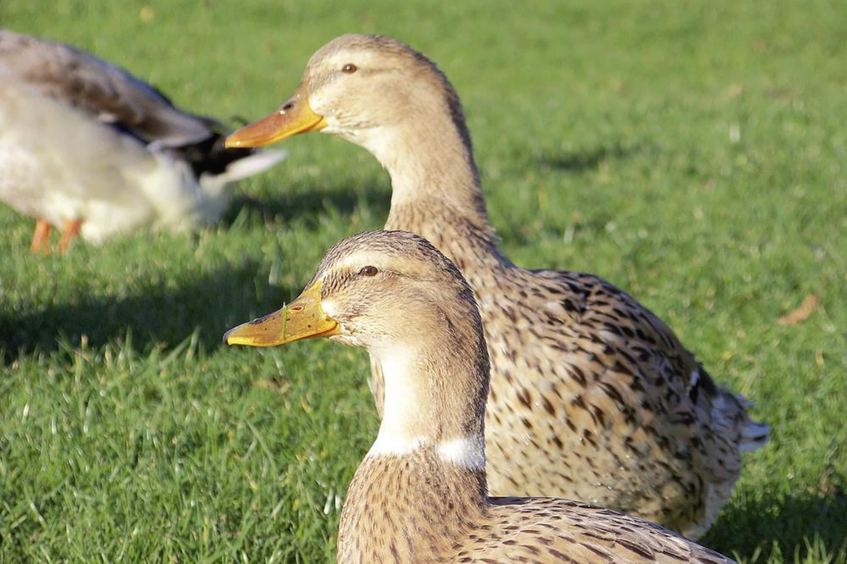 Deux canards dans un champ d’herbe.