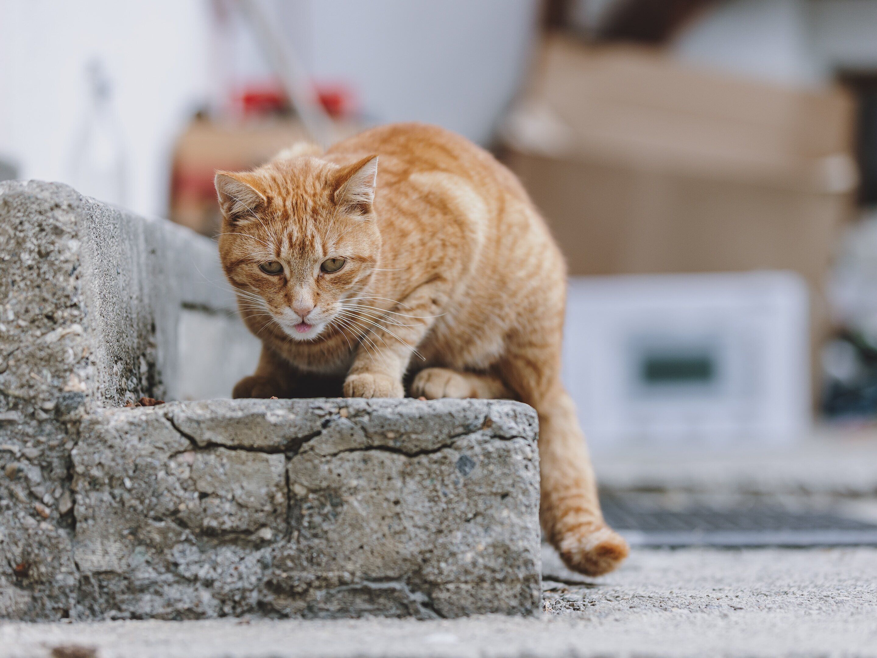 A ginger cat on a concrete ledge.