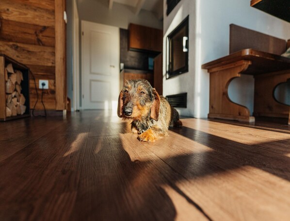 Un chien est allongé sur un plancher en bois dans une pièce où se trouvent une porte, un meuble et un téléviseur.