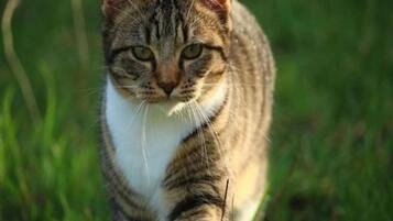 Deluxe Apartment, 2 Bedrooms | Interior detail