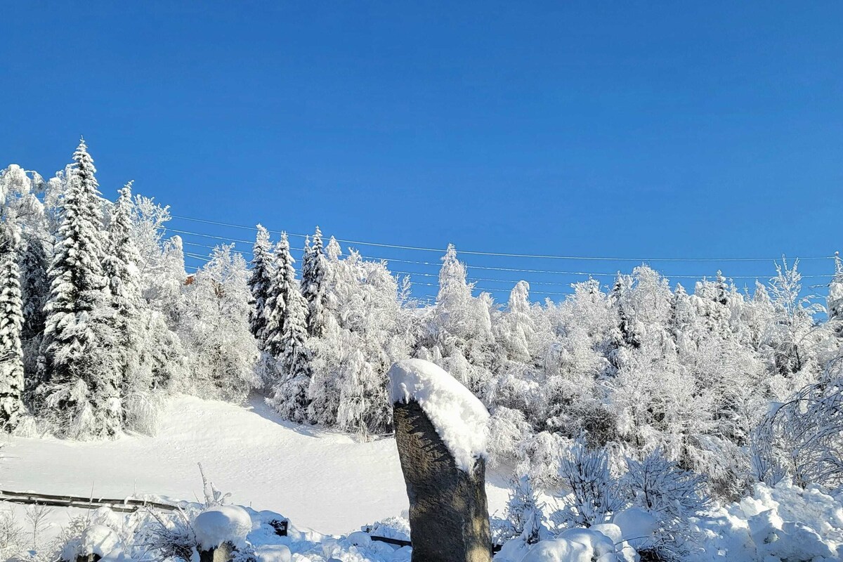 Un paysage enneigé, avec des arbres couverts de neige et un ciel bleu dégagé.