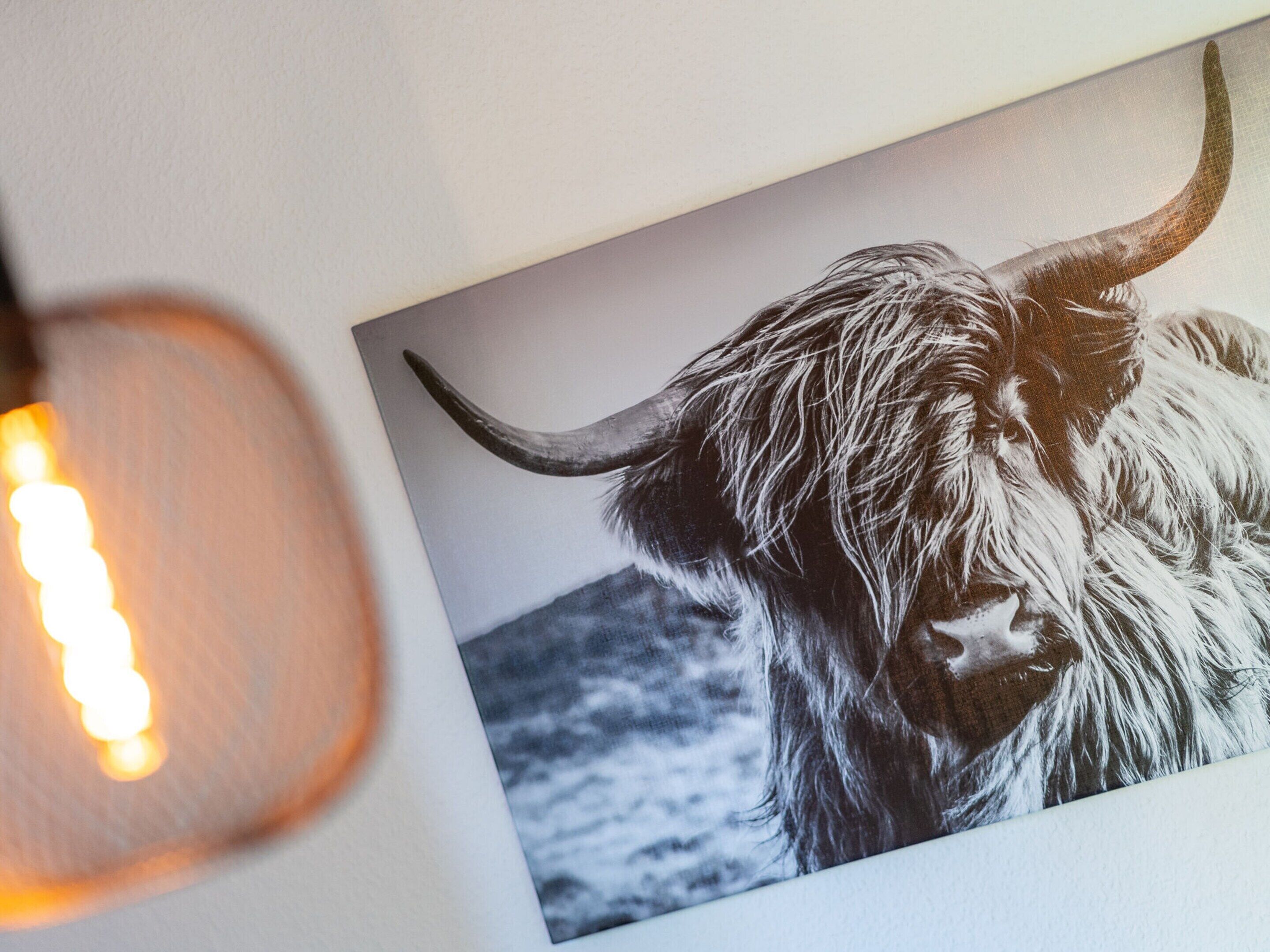A framed photograph of a yak with long hair and horns, placed on a white wall.