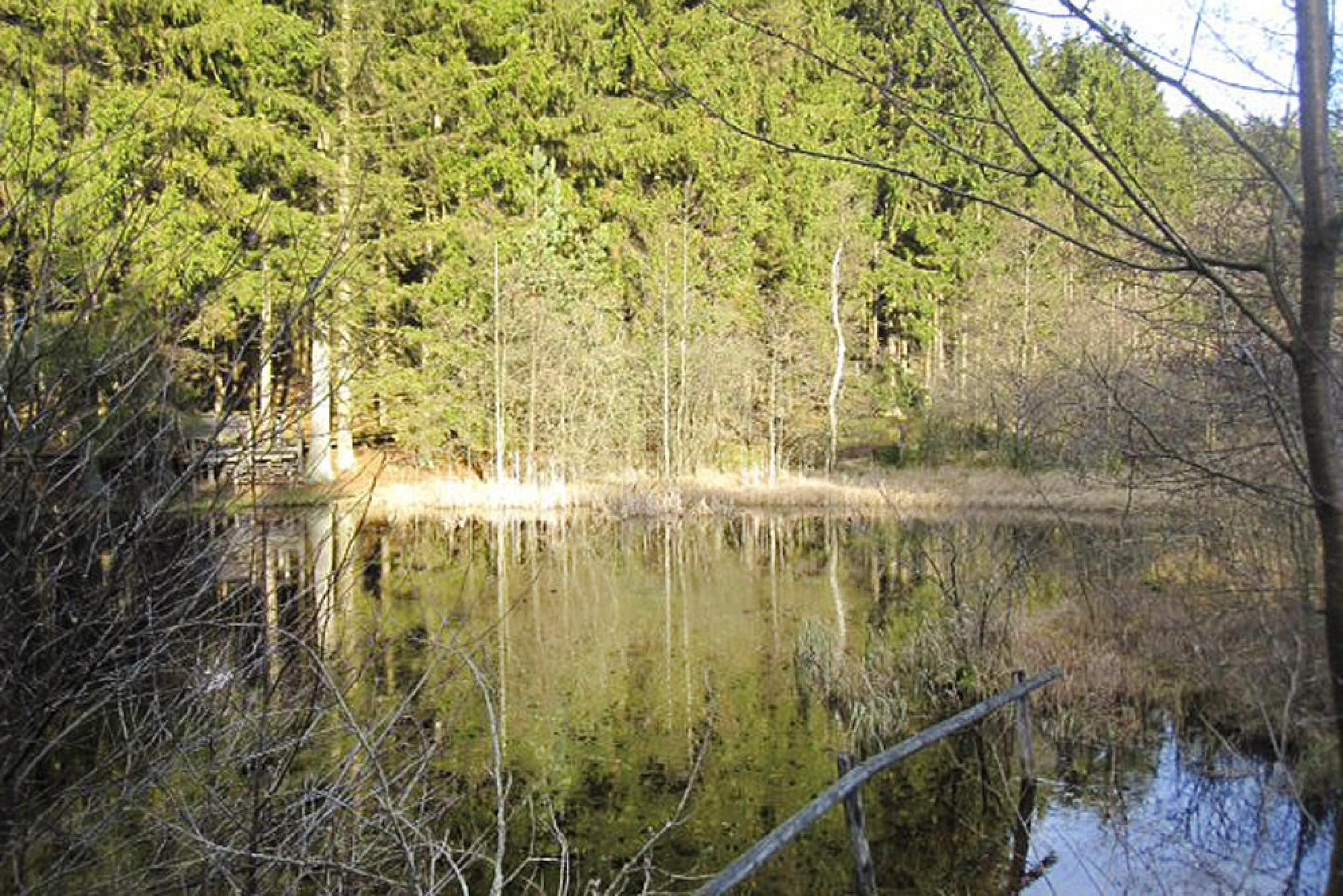 A natural landscape with a body of water surrounded by trees.